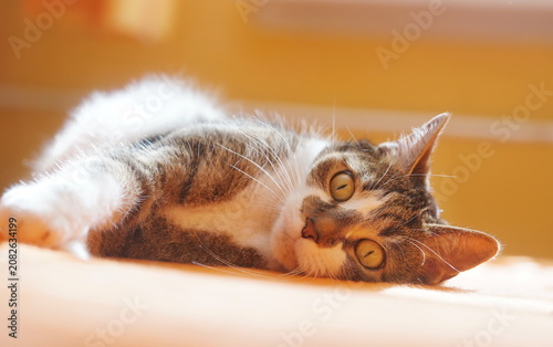 Portrait of a funny tabby cat with large eyes. A colorful cat is lying in the bed. 