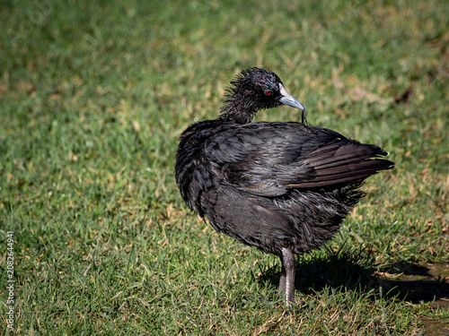Photos Preening Eurasian Coot lifting a feather