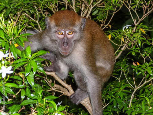 Canvas Print Long-tailed Macaque (Macaca fascicularis) in Singapore