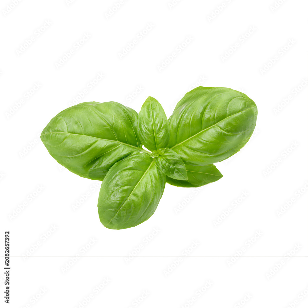 Fototapeta premium Fresh Basil Leaves Isolated on White Basil
