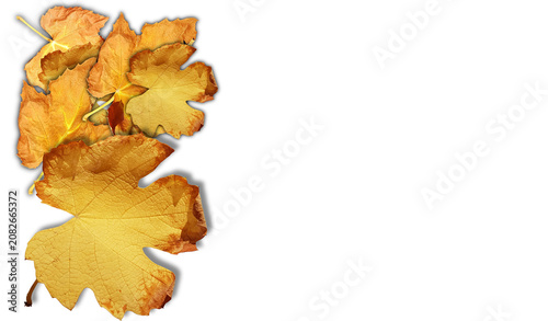 Tableau sur toile vine arbor leaf autum yellow dry