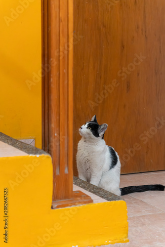 Cute Domestic Cat Resting Indoors in a Cozy Home