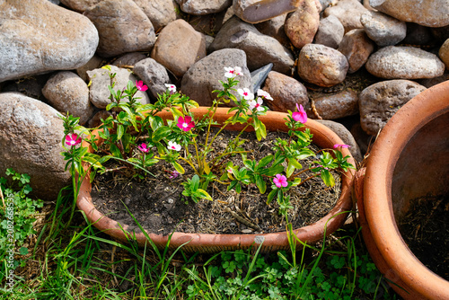 Green Succulents and Potted Plants in a Garden Setting