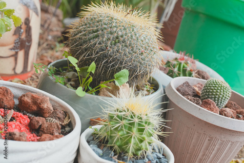 Green Succulents and Potted Plants in a Garden Setting