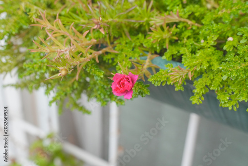 Green Succulents and Potted Plants in a Garden Setting