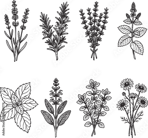 Illustration of Medicinal Herbal Plants in Line Art Vector Style,Generative Ai