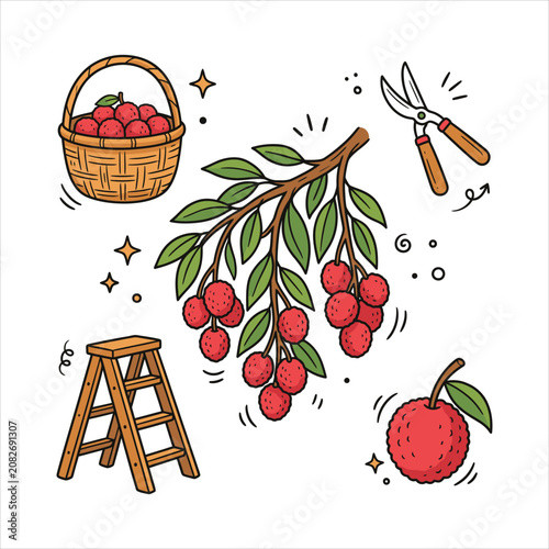 Lychee harvest orchard fruit vector doodle set