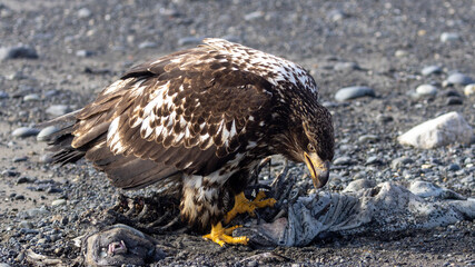 Young Bald Eagle Scavenging on Sea Otter Carcass on Pebble Beach at Homer Spit, Alaska
