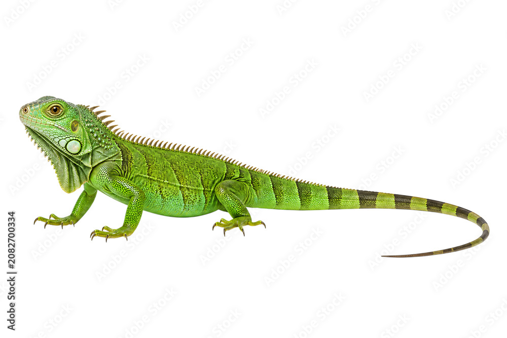 Fototapeta premium Green iguana reptile isolated on png isolated background