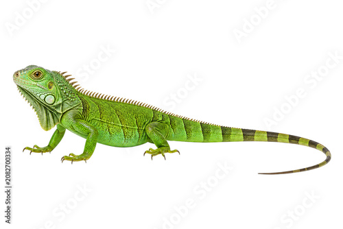 Fotografía Green iguana reptile isolated on png isolated background