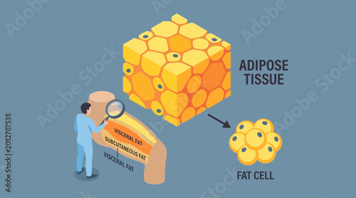 Foto Fat Cells and Adipose Tissue Isometric Concept Vector Illustration