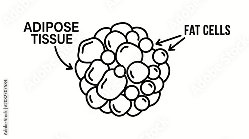 Obraz na plátně Fat Cells and Adipose Tissue Outline Line Art Vector Illustration