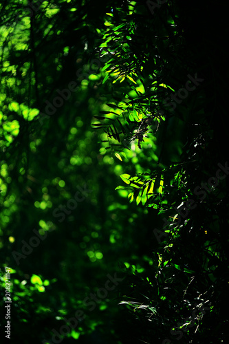 Sunlight Filtering Through Dark Green Foliage