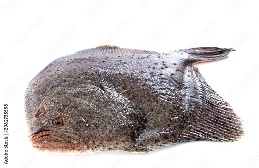 Fototapeta premium turbot