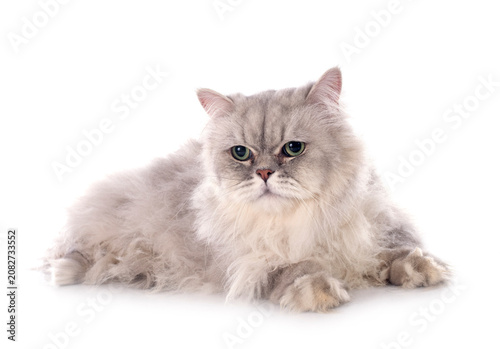Fotografía persian cat