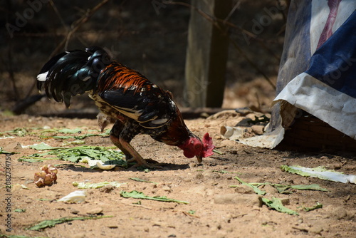 Φωτογραφία Colorful rooster with glossy black tail feathers pecking for food on dirt ground