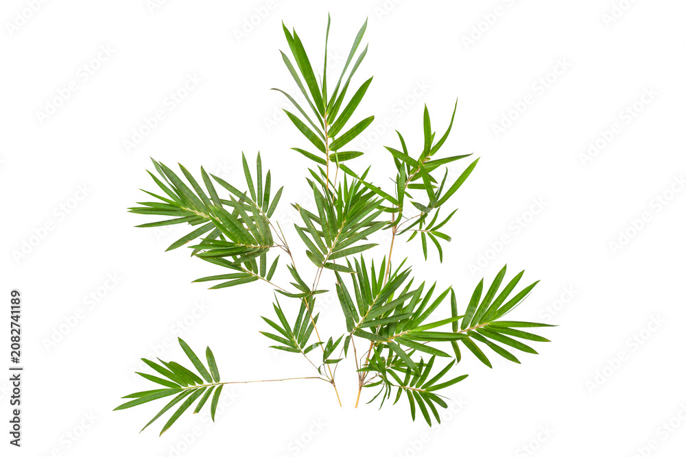 Fototapeta premium Tropical green bamboo plant foliage cut out for natural design element.
