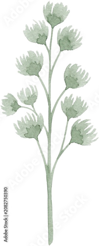 Sage Green Tone Watercolor Mini Wild Flower Stem Illustration