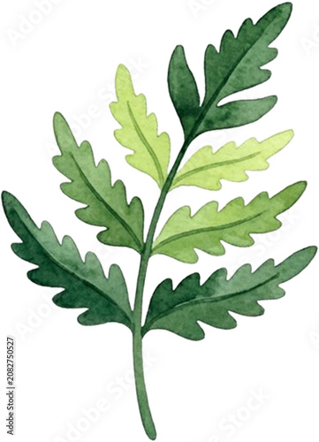 Gradient Green Watercolor Chrysanthemum Leaf Sprig Illustration