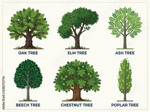 Different types of trees 8.