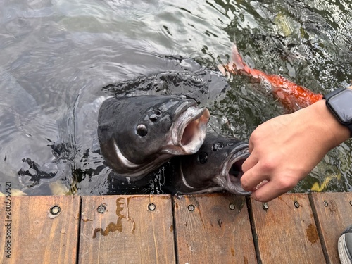 Feeding Fish From Wooden Pier