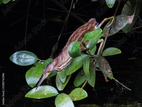 Yellow Bittern Botaurus sinensis in Singapore