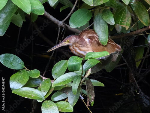 Yellow Bittern Botaurus sinensis in Singapore