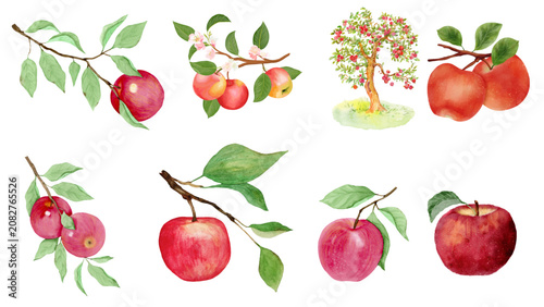 Fotografie Watercolor Apple Fruit Set with Red Apples, Branches, Leaves, and Apple Tree Ill