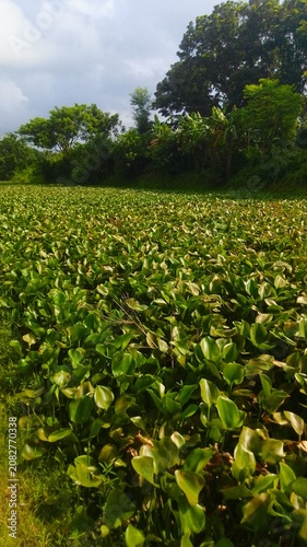 green field and blue sky