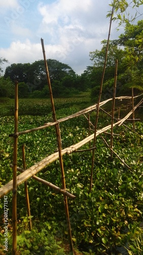 swing in the forest
