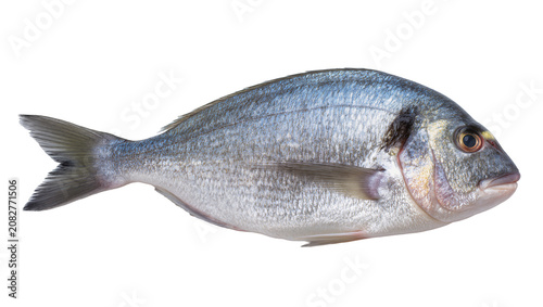 Whole raw sea bream fish with silver scales and blue sheen