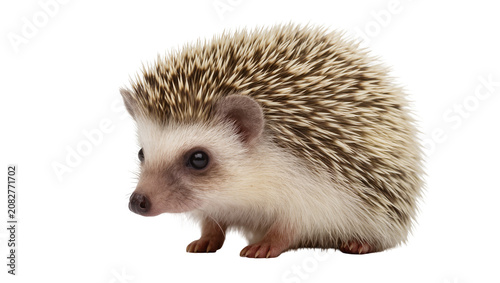 Bild auf Leinwand African pygmy hedgehog with spiky quills and soft fur