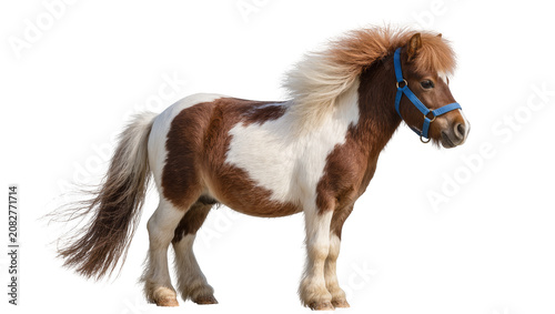 Photos Pinto pony with blue halter standing