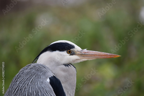 A closeup portrait shot of a head of a grey heron bird, Ardea cinerea, against green blurred background. Photo with copy space and shallow focus, taken in Delft, Netherlands.
