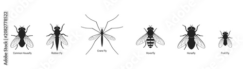 Foto Insect Fly Species Comparison