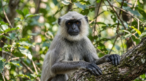 Photography Close up of Gray Langur also known as Hanuman Langur in the forest of Central India