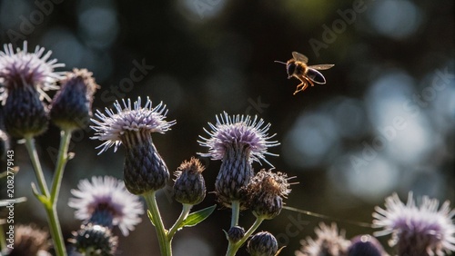 Konstfotografi Honey bee view while fly and collect pollen from flower, animal insect wildlife
