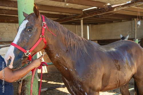Obraz na płótnie Higien o baño de un caballo dentro de u establo o criadero equino en Mexico para reducir el calor de los animales