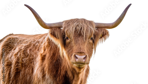 Fotografía Highland cow with long horns and shaggy brown fur