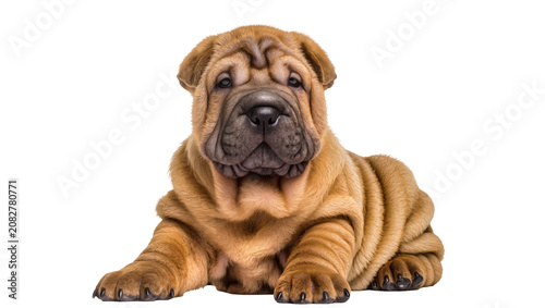 Wrinkled fawn Shar Pei puppy lying down