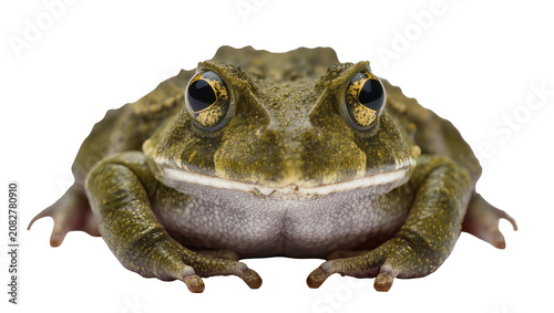 Cuadro en lienzo Green toad with large golden eyes and textured skin