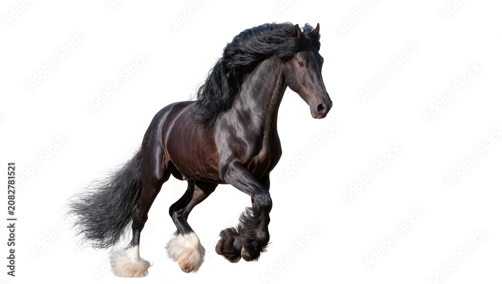 Fototapeta premium Majestic black Friesian horse with flowing mane and tail trotting