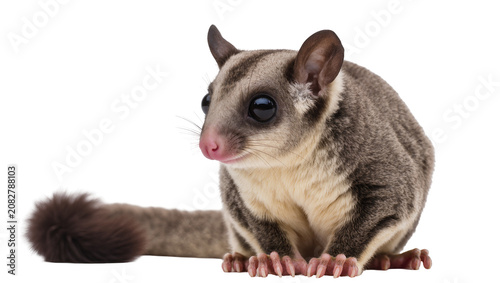 Fényképezés Sugar glider with large black eyes and fluffy tail