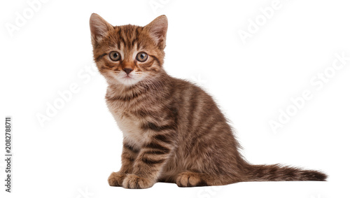 Foto Tabby kitten sitting looking forward with attentive eyes