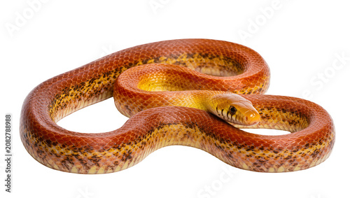 Foto Orange and yellow patterned corn snake coiled on white