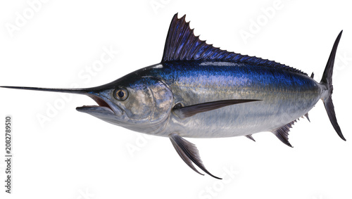 Fotografia Blue Marlin Fish with Long Bill and Dorsal Fin