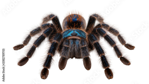 Foto Blue and brown tarantula spider with hairy legs