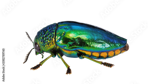 Εκτύπωση καμβά Jewel Beetle with iridescent metallic green and blue shell