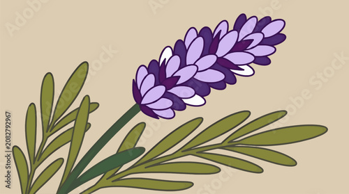 Photos Flat Vector Illustration of a Single Purple Lavender Flower Head with Green Leav
