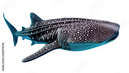 Foto Whale shark with white spots swimming